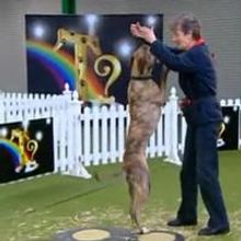 STAGE TUBE: OVER THE RAINBOW - Week 2 - Search for Toto